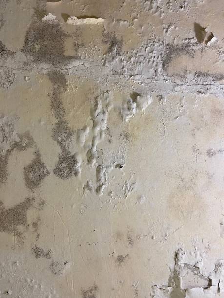 Best Mold Cleaning Services  in Kaaawa, HI