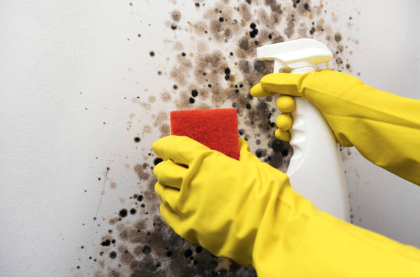 Best Commercial Mold Removal  in Kaaawa, HI